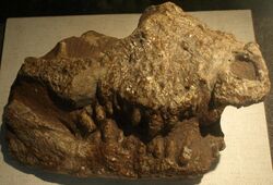 Protoalligator huiningensis (Paleozoological Museum of China, May 23, 2008).jpg