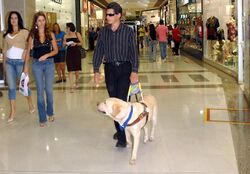 Man walks through mall, holding onto harnessed yellow lab