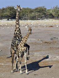 Photograph of giraffes mating