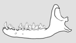 Western Cuban nesophontes jaw.png