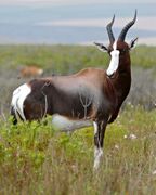 Brown and white bovid