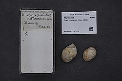 Naturalis Biodiversity Center - RMNH.MOL.347959 - Thais callaoensis (Gray, 1828) - Muricidae - Mollusc shell.jpeg