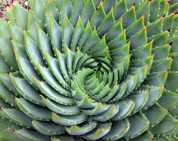 File:Aloe polyphylla spiral.jpg