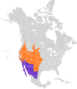 Phalaenoptilus nuttallii map.svg