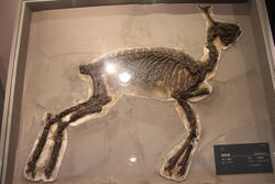 Lagomeryx-Geological Museum of China.jpg