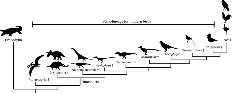 File:Birds and dinosaurs.webp