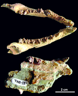 Lophocyon-paraskevaidisi-maxilla-LGPUT-THB-12-and-mandible-LGPUT-THB-1-HOLOTYPE-Chios.png
