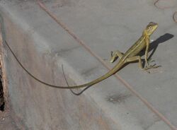 Calotes versicolor (Female) Garden Lizard spotted at Peddapuram 02.JPG