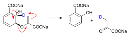 Isochorismate pyruvate lyase converts isochorismate into salicylate and pyruvate