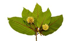 Kratom has dark green oval-acuminate leaves and yellow globular flowers.