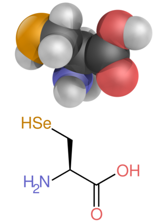 A diagram showing the structure of selenocysteine