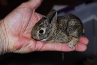 A juvenile rabbit sat on a white person's hand; its fur is a light brown ticked heavily with dark brown. It is not quite large enough to fill the person's hand completely.