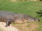 Crocodylus porosus 4.jpg