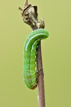 Gilpinia hercyniae larvae - Keila.jpg