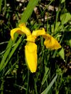 Iris pseudacorus (Veleka, Bulgaria).jpg