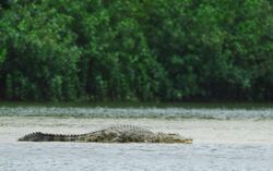 Female croc.jpg