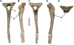 Langenberg Theropod cf. Ceratosauria.png