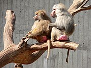 Brown and gray monkeys