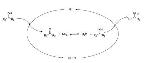Figure of a reaction scheme of Ni-catalyzed reductive amination: First, the nickel metal dehydrogenates the alcohol to form a ketone and Ni-H complex. Then, the ketone reacts with ammonia to form an imine. Finally, the imine reacts with Ni-H to regenerate catalyst and form primary amine.