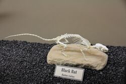 Black rat skeleton (Museum of Osteology)