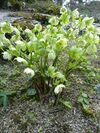Helleborus odorus (Ranunculaceae) plant.jpg