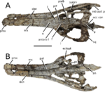 Indosinosuchus potamosiamensis.png