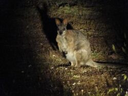A tammar wallaby at night