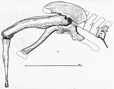 Pelvis and left hindlimb of IPHG 1922 X46 (destroyed).