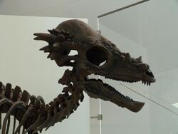 Pachycephalosaurus - Flickr - S. Rae.jpg
