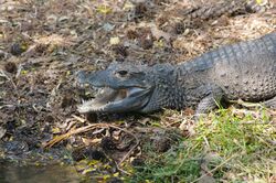 West African Dwarf Crocodile 5.jpg