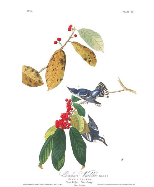 File:"Azure Warbler" in Audubon's Birds of America.jpg