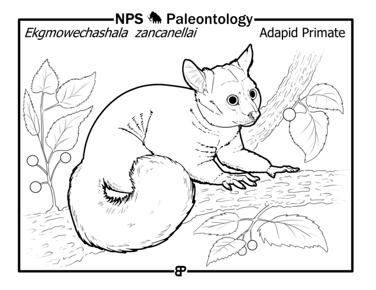 File:"Ekgmowechashala zancanelli" is a small lemur-like adapid primate that lived during the Oligocene. It is shown in a hackberry (c597f714-cbbc-4fe7-b4c0-fb5b5462331c).png