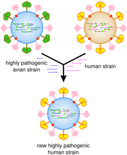A cartoon showing how viral genes can be shuffled to form new viruses
