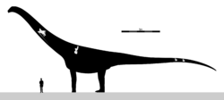 Puertasaurus Skeletal V2.svg