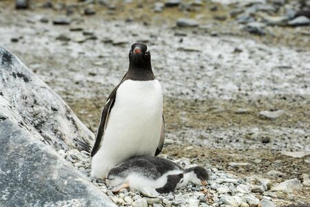 Gentoo penguin watching over a sleeping chick at Brown Bluff
