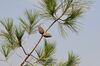 Pinus brutia - Turkish pine 01.jpg