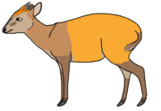 Drawing of brown bovid