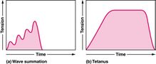 Summation and tetanus