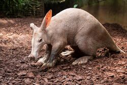 Aardvark (Orycteropus afer).jpg