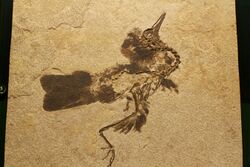Fossil bird Field Museum.jpg
