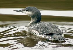 Juvenile red throated diver.jpg