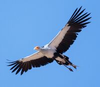 Two Photograph of a soaring secretarybird, wings fully extended, views from back and underside