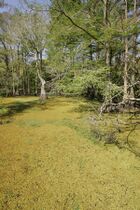 Curve of duckweed covered water edged with several bald cypress trees.JPG