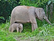Pygmy Elephants (Elephas maximus borneensis) mother and baby (8074148819).jpg