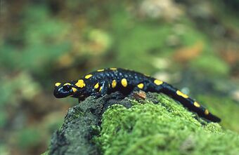 A yellow-spotted fire salamander