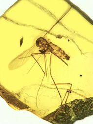 Fossilized mosquito encased in amber
