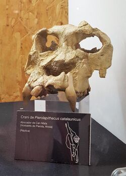 Reconstruction of "Pierolapithecus catalaunicus"
