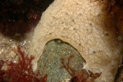 Tunicate colony of Didemnum vexillum overgrowing gravel.JPG