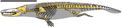Aegicetus CGM 60584 skeleton.png