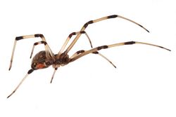 Brown widow spider Latrodectus geometricus low oblique view.jpg